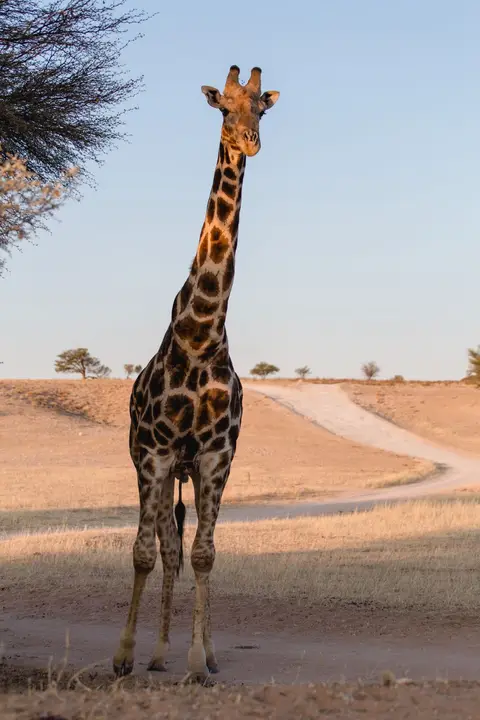 Namibia-91(0).jpg