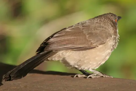 080729_NGepi_03rotAugenVogel_001.JPG