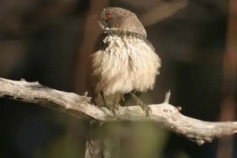 080729_NGepi_03rotAugenVogel_004.JPG