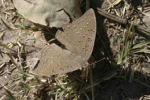 080729_NGepi_28Schmetterling_001.JPG