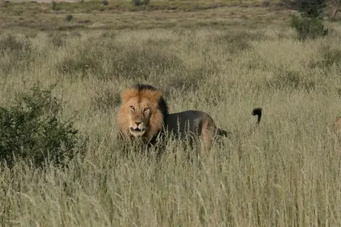 Nambotsa2011WDH-Moremi-Kalahari-Mabua-Kgalagadi712.JPG