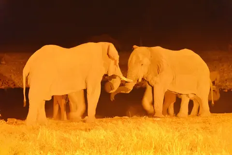 EtoshaElefant2.jpg