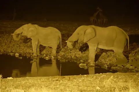 EtoshaElefant3.jpg
