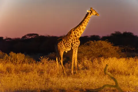 OngumaGiraffe.jpg
