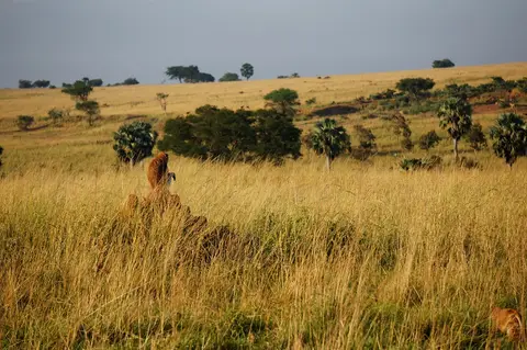 h5c5214c.jpg