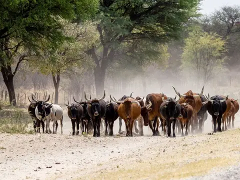 caprivi4.jpeg