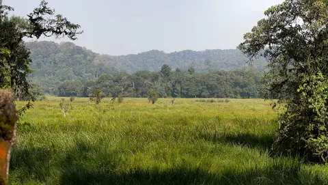 bWINDI-sWAMP_Panorama1.jpg