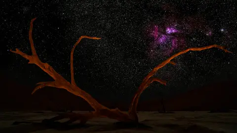 Deadvleilayingtree.jpeg
