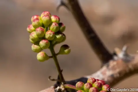 EOS6DMarkII_2018_09_27_2421.jpg