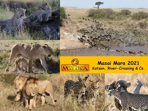 Masai_Mara_2021.jpg