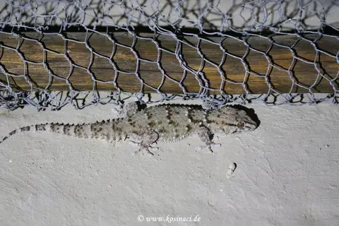 Na19_5696.JPG
