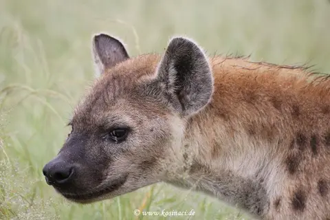 Na22_10949.JPG