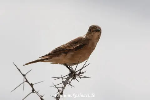 Na22_1101.JPG
