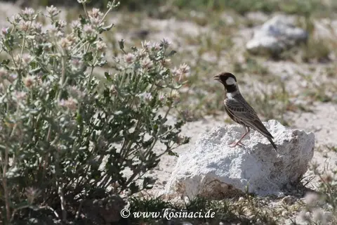 Na22_3084.JPG