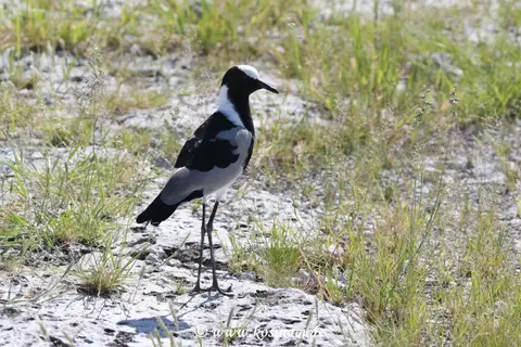 Na22_5592.JPG