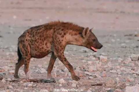 hab4ebc1.JPG