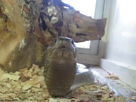 Ashe'sSpittingCobra.jpg