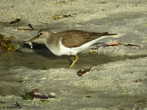 CommonSandpiperwithcrab.jpg