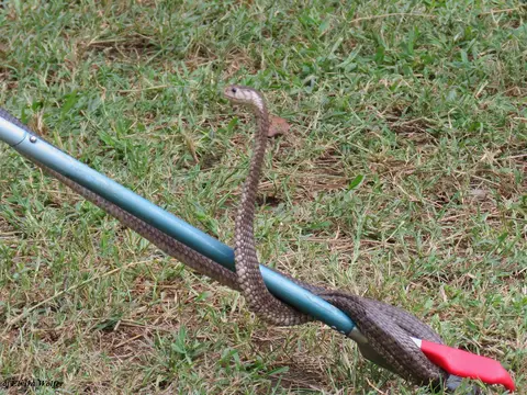 EasternForestCobra1.jpg