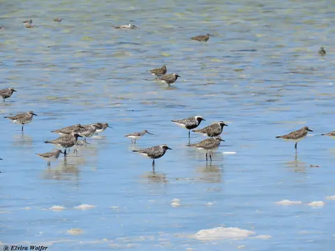 GreyPlover,Terek.jpg