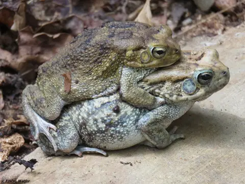 GutturalToadmating2.jpg