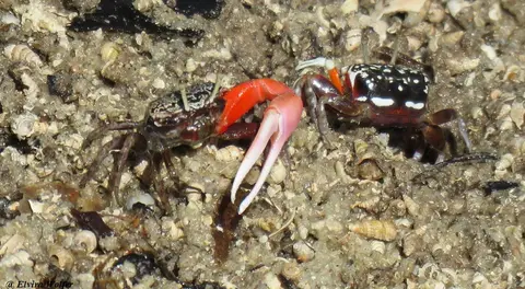 InversedFiddlerCrab2-Cranucainversa-Ocypodidae.jpg
