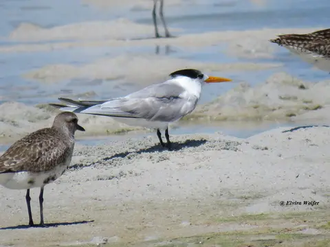 LesserCrestedTern.jpg