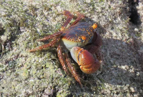Lydiaannulipes-Oziidae.jpg