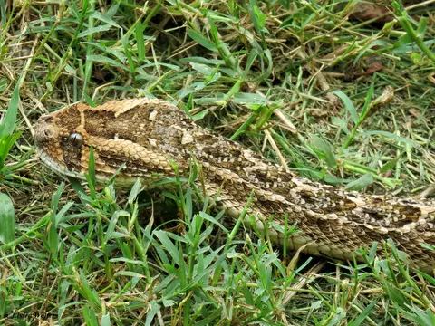 PuffAdder2.jpg