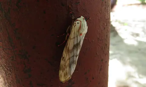 RobustTiger-Teracotonasubmacula-Arctiini.jpg