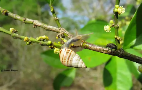 Snailandbeetle.jpg
