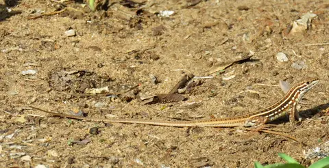 Speke'sSandLizard-Heliobolusspekii.jpg