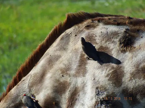 DSCF7489-2.JPG
