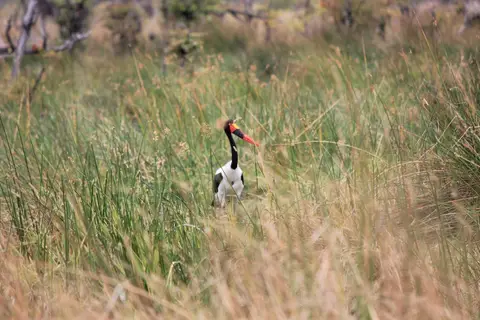 k-P1090340-G-G-G-G.JPG
