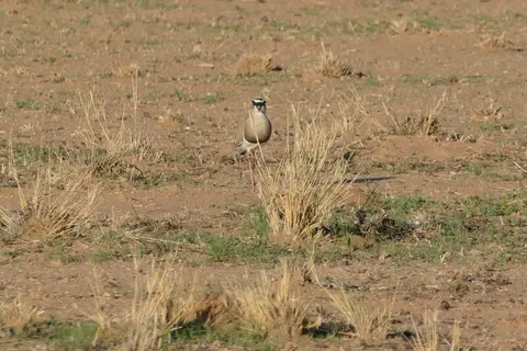 k-P1130035.JPG