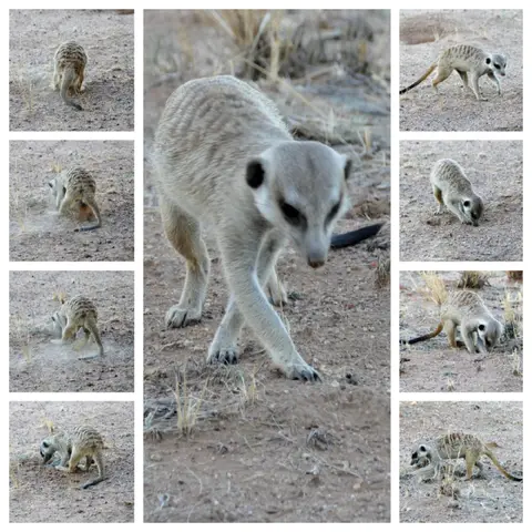 k-TIMON.JPG