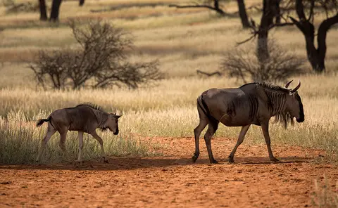 0022IntuAfrikaZebraLodge18042017.jpg