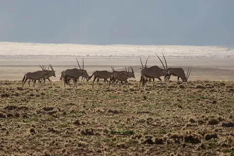 1306Wolwedans28042017.jpg