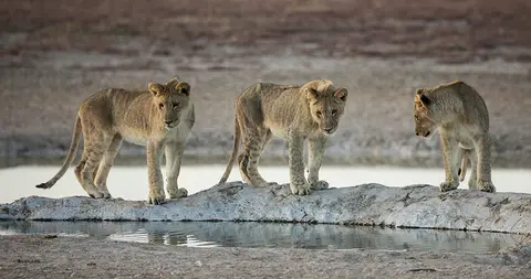 2212Etosha09052017.jpg