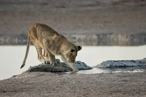 2214Etosha09052017.jpg