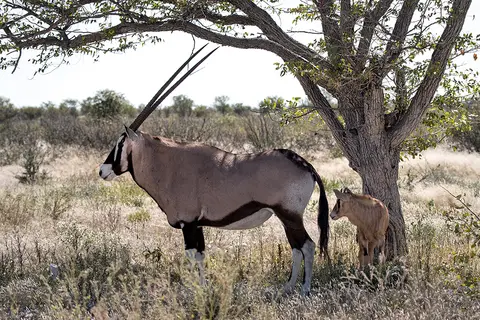 2258Etosha09052017.jpg