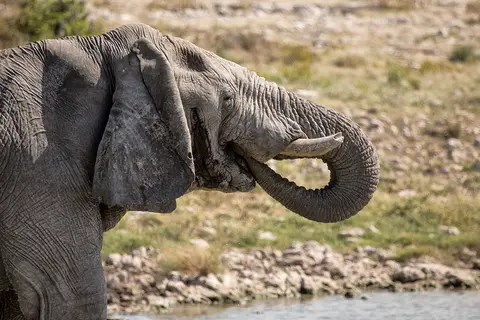 2319Etosha09052017.jpg