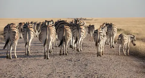 2395Etosha10052017.jpg