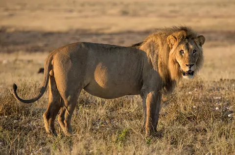 2529Etosha11052017.jpg