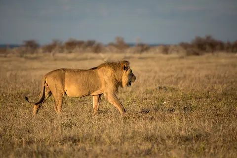 2531Etosha11052017.jpg
