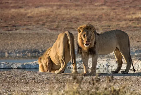 2592Etosha11052017.jpg