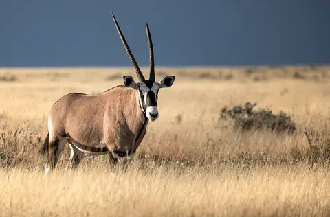 2625Etosha11052017.jpg