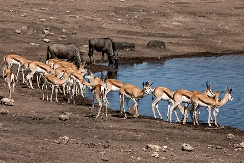 2737Etosha11052017.jpg