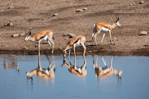 2742Etosha11052017.jpg