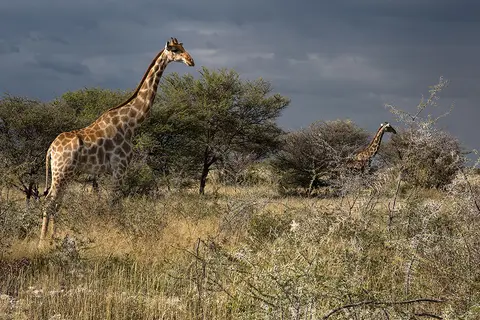 2770Etosha11052017.jpg
